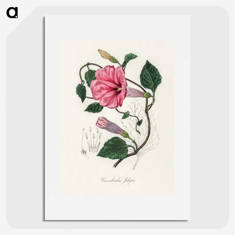 1-18_Medical-Botany_picture