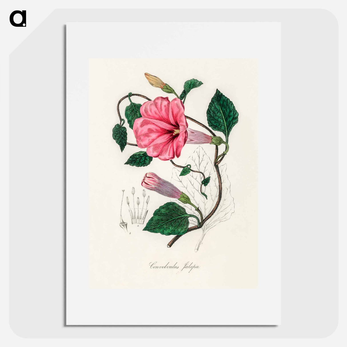 アートポスター-Jalap (Convolvulus jalapa) Illustration
 - 薬用植物学 Poster.