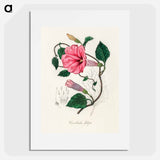 アートポスター-Jalap (Convolvulus jalapa) Illustration
 - 薬用植物学 Poster.