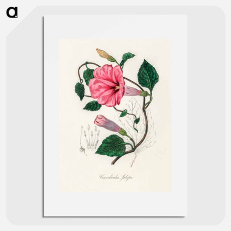 アートポスター-Jalap (Convolvulus jalapa) Illustration
 - 薬用植物学 Poster.