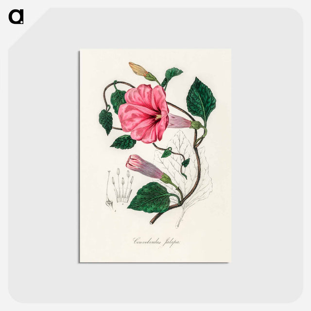 アートポストカード-Jalap (Convolvulus jalapa) Illustration
 - 薬用植物学 Postcard.