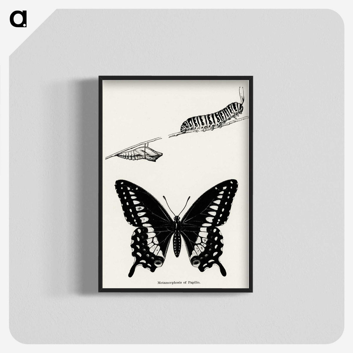 1-18_Moths-and-Butterflies-of-the-United-States_blk-crop