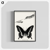 1-18_Moths-and-Butterflies-of-the-United-States_blk-crop
