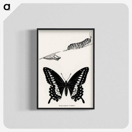 1-18_Moths-and-Butterflies-of-the-United-States_blk-crop