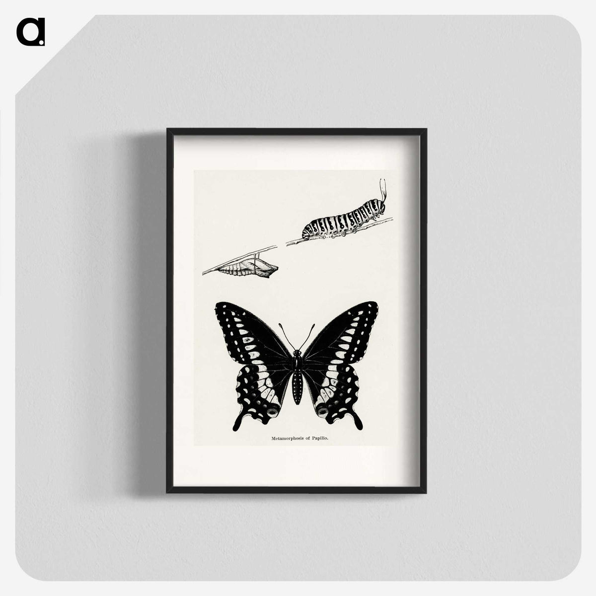 1-18_Moths-and-Butterflies-of-the-United-States_blk