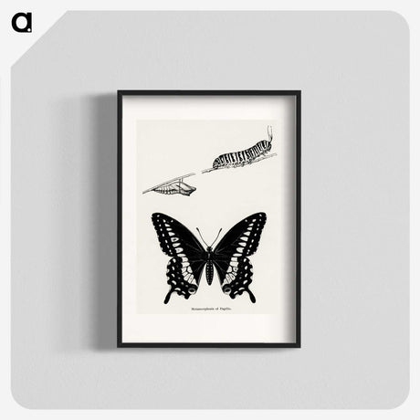 1-18_Moths-and-Butterflies-of-the-United-States_blk