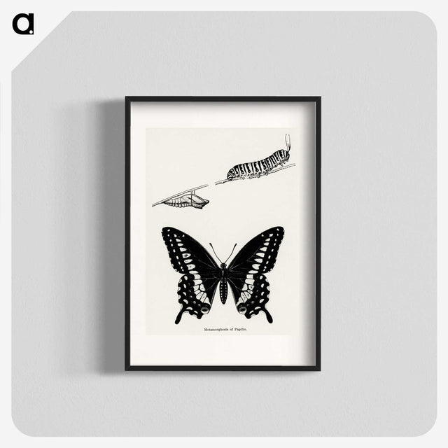 1-18_Moths-and-Butterflies-of-the-United-States_blk