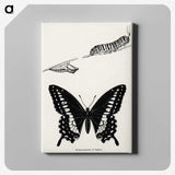 1-18_Moths-and-Butterflies-of-the-United-States_canvas