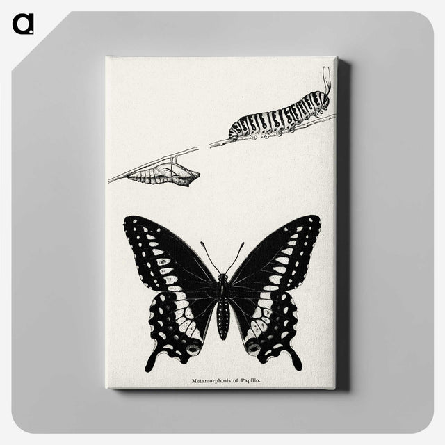 1-18_Moths-and-Butterflies-of-the-United-States_canvas