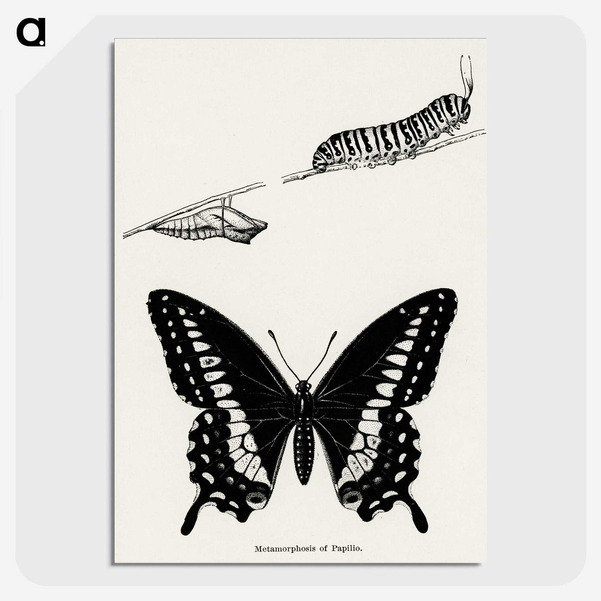 1-18_Moths-and-Butterflies-of-the-United-States_picture-crop