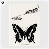 1-18_Moths-and-Butterflies-of-the-United-States_picture-crop