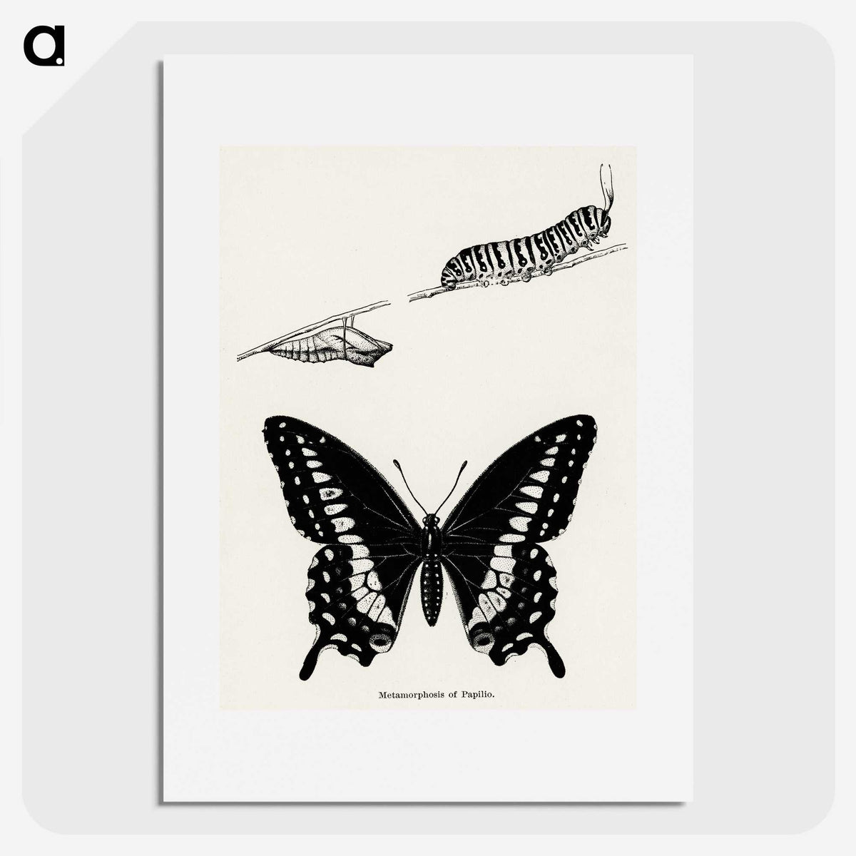 1-18_Moths-and-Butterflies-of-the-United-States_picture