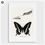 1-18_Moths-and-Butterflies-of-the-United-States_picture
