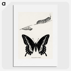 1-18_Moths-and-Butterflies-of-the-United-States_picture