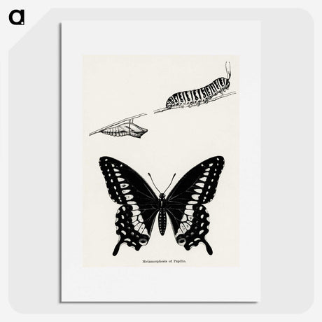 1-18_Moths-and-Butterflies-of-the-United-States_picture