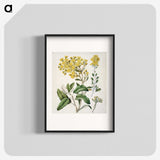 1-18_Native-Flowering-Plants-of-New-Zealand_blk