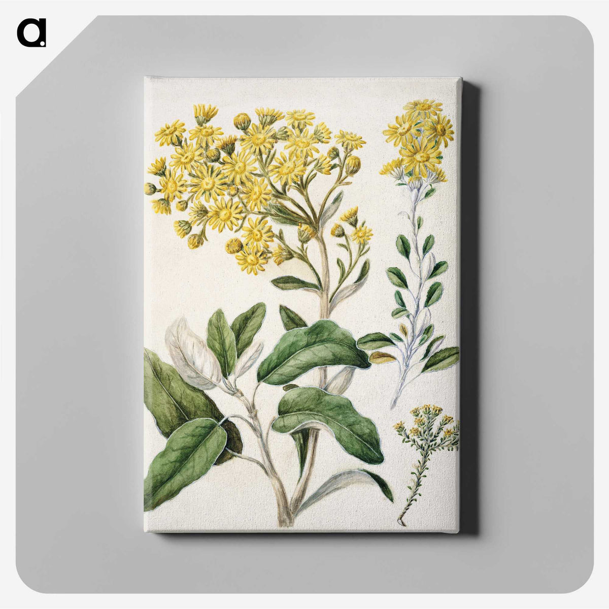1-18_Native-Flowering-Plants-of-New-Zealand_canvas
