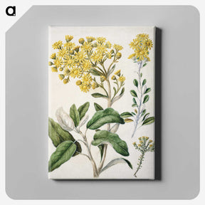 1-18_Native-Flowering-Plants-of-New-Zealand_canvas