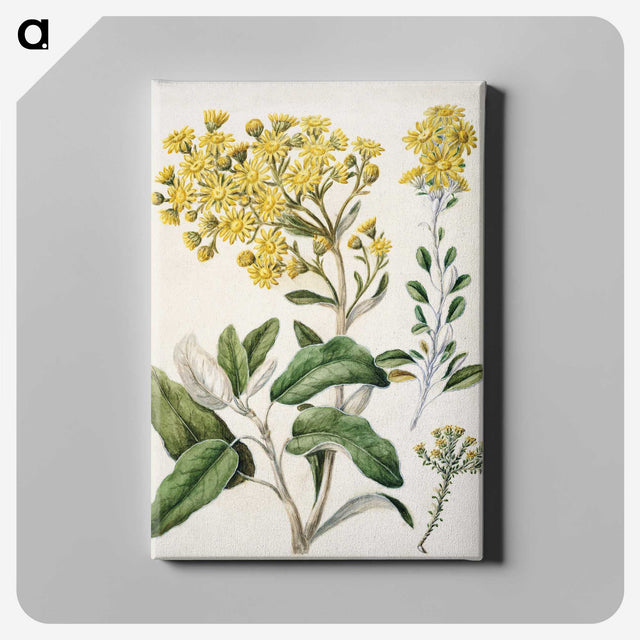 1-18_Native-Flowering-Plants-of-New-Zealand_canvas