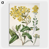 1-18_Native-Flowering-Plants-of-New-Zealand_picture-crop