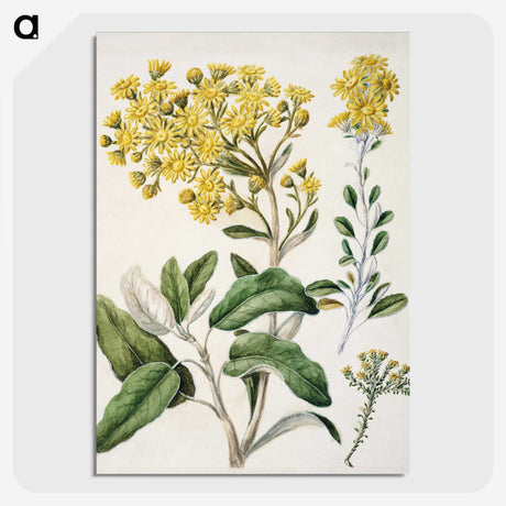 1-18_Native-Flowering-Plants-of-New-Zealand_picture-crop