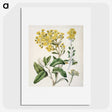 1-18_Native-Flowering-Plants-of-New-Zealand_picture