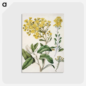 1-18_Native-Flowering-Plants-of-New-Zealand_postcard