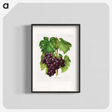 1-18_Nederlandsche-Flora-en-Pomona_blk