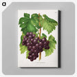1-18_Nederlandsche-Flora-en-Pomona_canvas