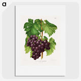 1-18_Nederlandsche-Flora-en-Pomona_picture