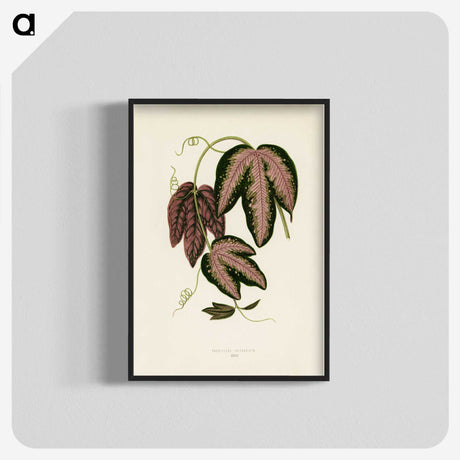 1-18_New-and-Rare-Beautiful-Leaved-Plants_blk-crop