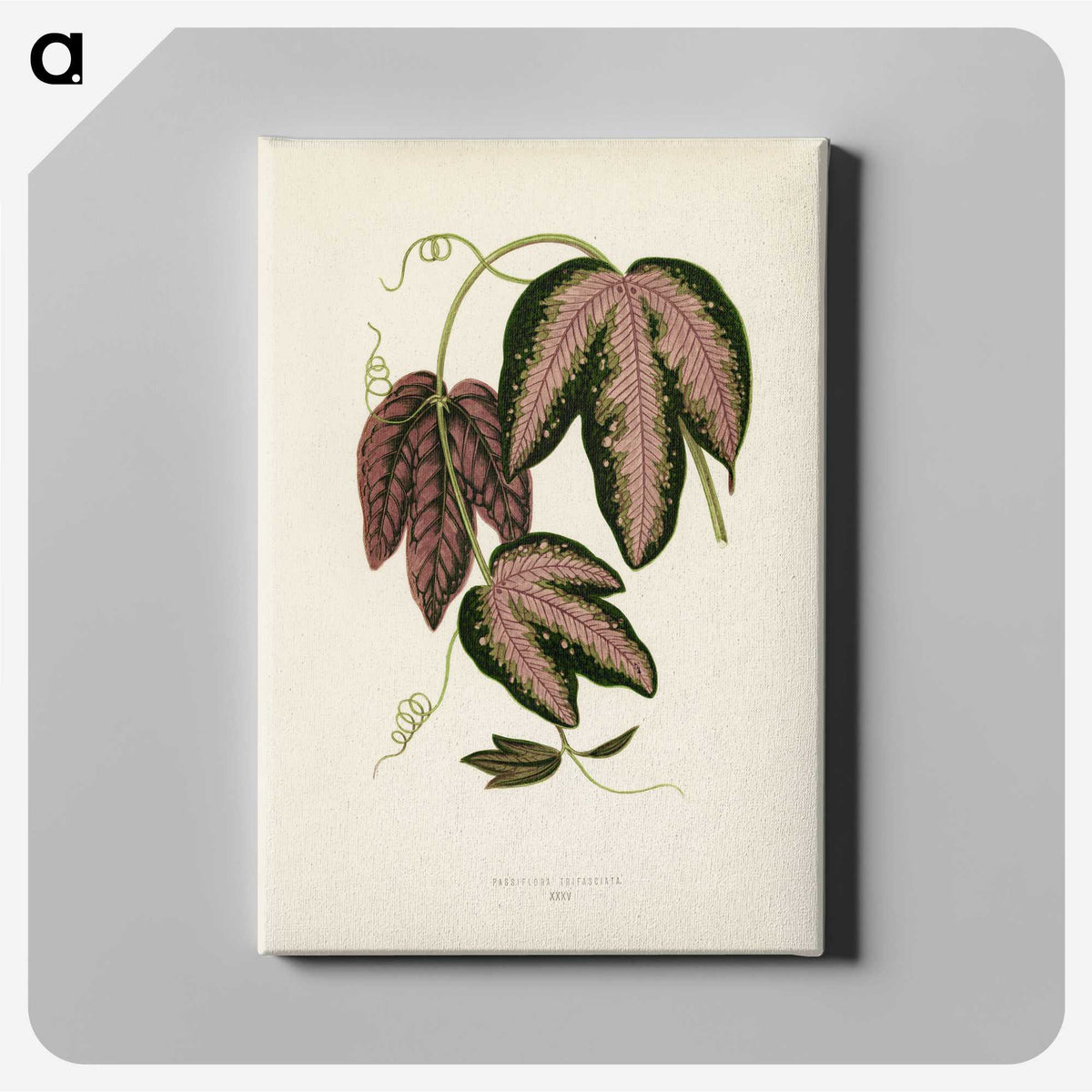 1-18_New-and-Rare-Beautiful-Leaved-Plants_canvas