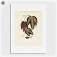 1-18_New-and-Rare-Beautiful-Leaved-Plants_picture
