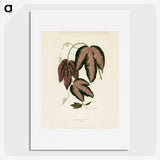 1-18_New-and-Rare-Beautiful-Leaved-Plants_picture