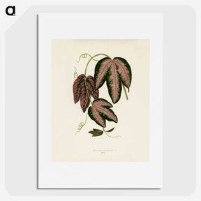 1-18_New-and-Rare-Beautiful-Leaved-Plants_picture