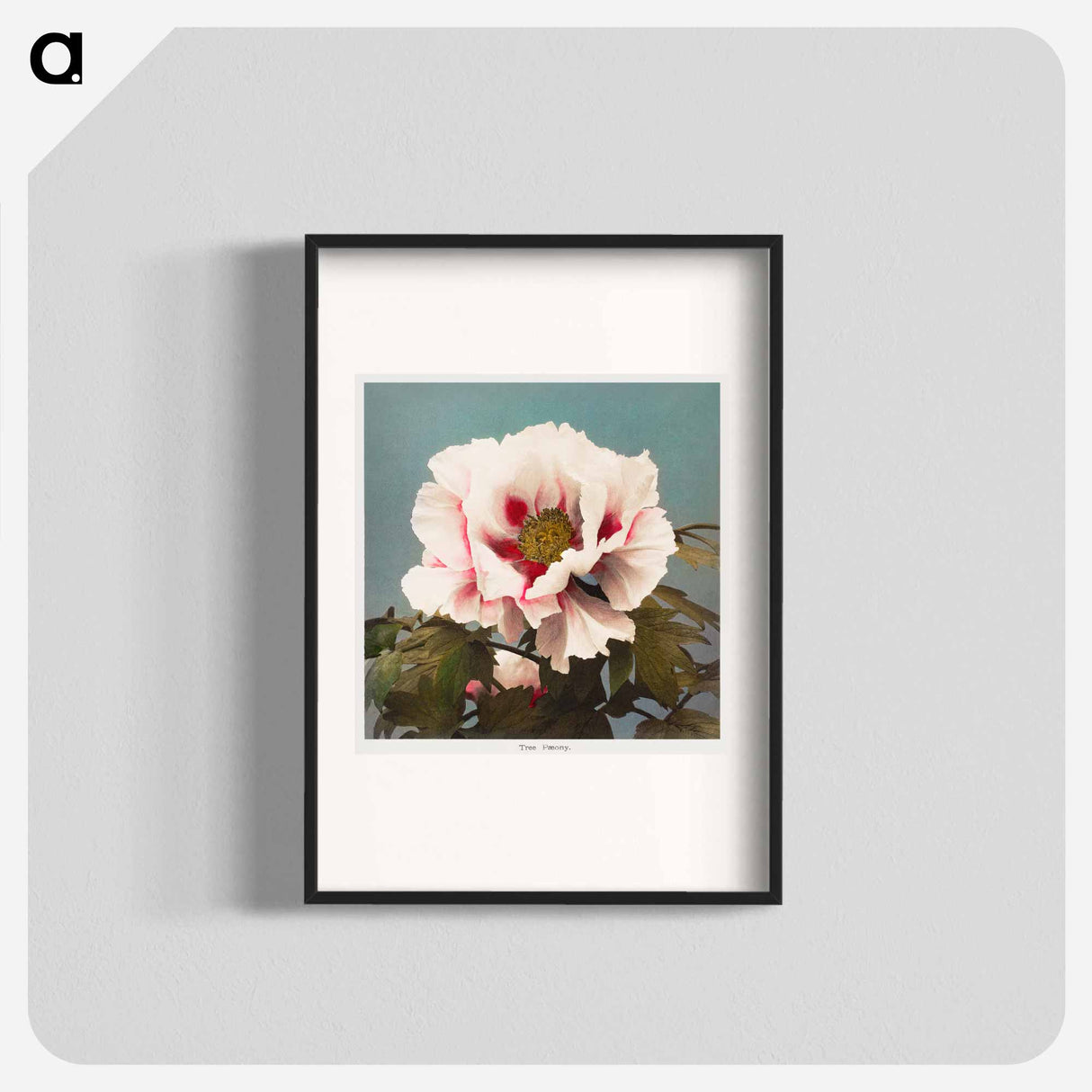 Tree Peony - 小川 一正 Poster.