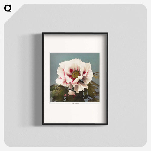 木牡丹 - 小川 一正 Poster.