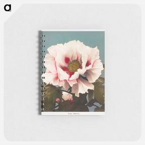 アートメモ帳-Tree Peony - 小川 一正 Memo.