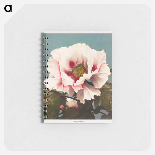 Tree Peony - Kazumasa Ogawa Memo.