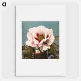 Tree Peony - 小川 一正 Poster.