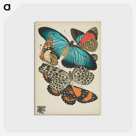 アートポストカード-Vintage Butterflies
 - パピヨン Postcard.
