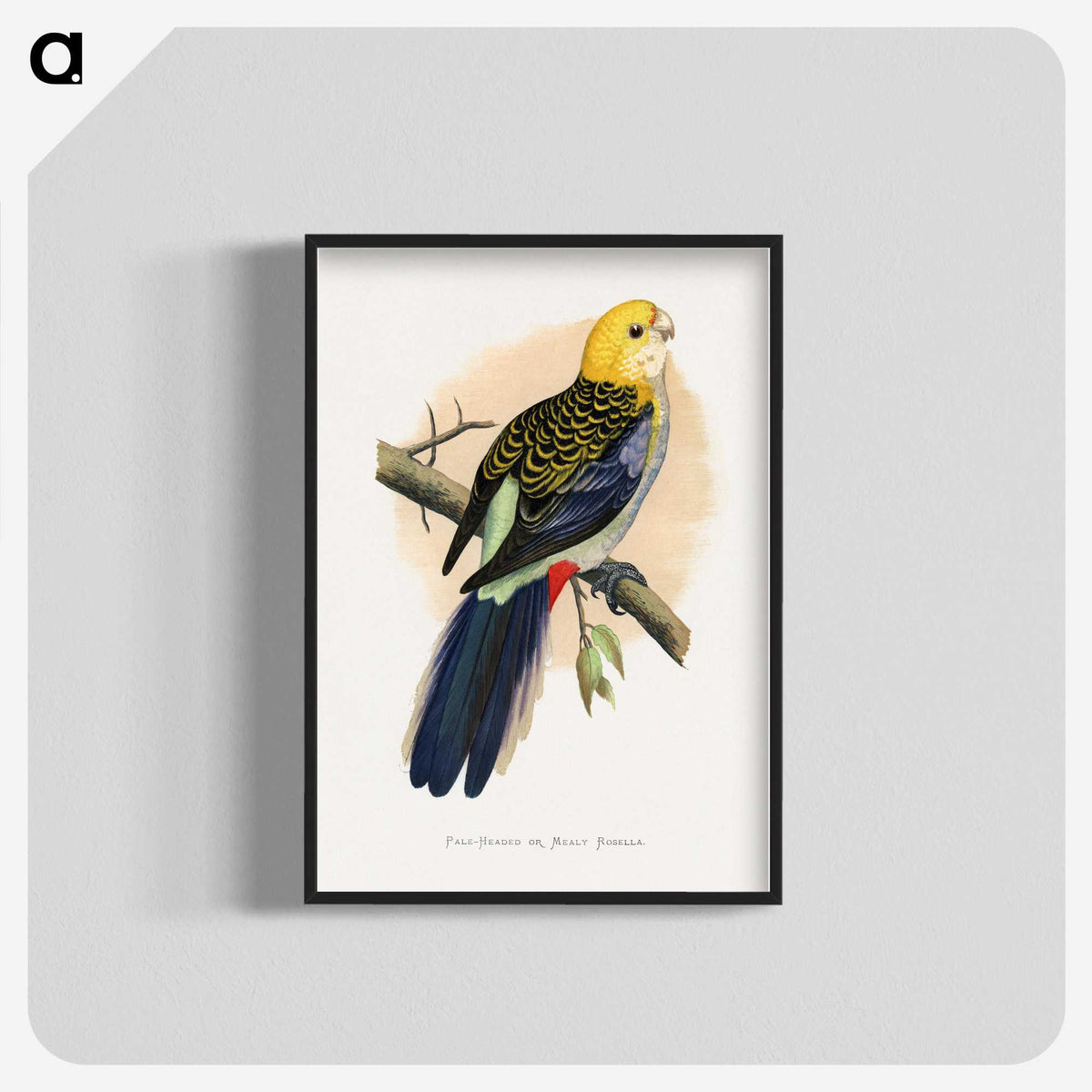 1-18_Parrots-in-Captivity_blk-crop