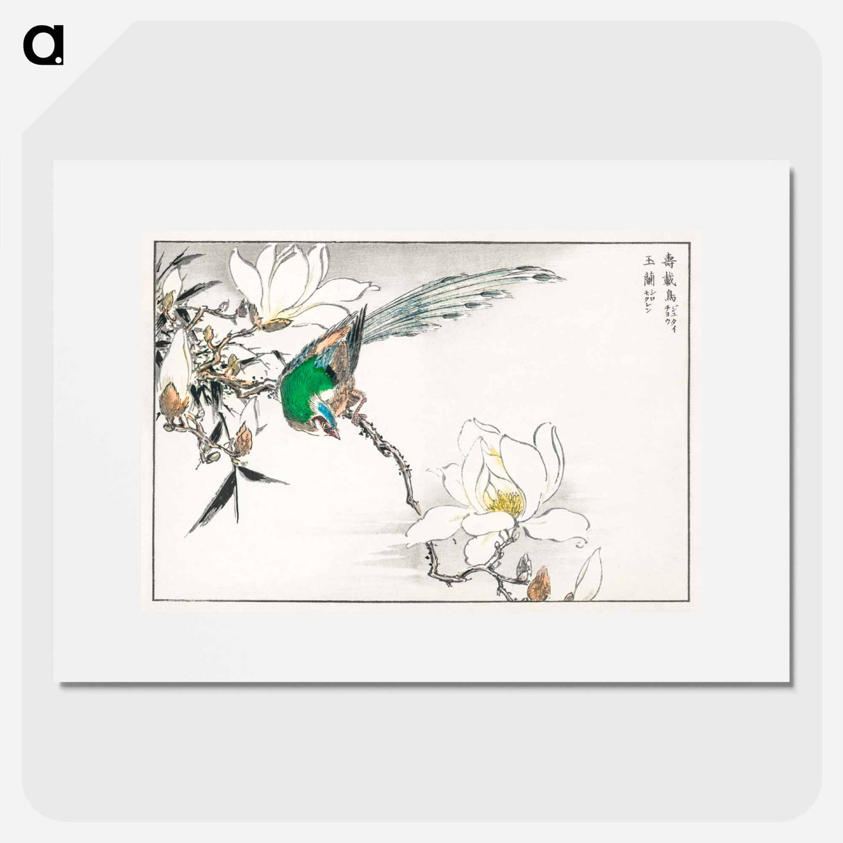 アートポスター-Chinese Tree Pipit and Magnolia
 - 鳥類図鑑 Poster.