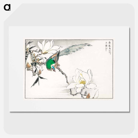 アートポスター-Chinese Tree Pipit and Magnolia
 - 鳥類図鑑 Poster.