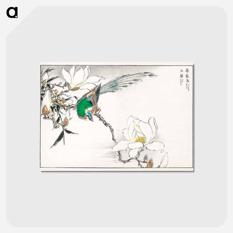 アートポストカード-Chinese Tree Pipit and Magnolia
 - 鳥類図鑑 Postcard.