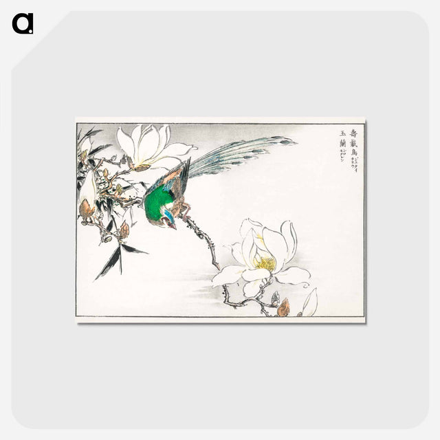 アートポストカード-Chinese Tree Pipit and Magnolia
 - 鳥類図鑑 Postcard.