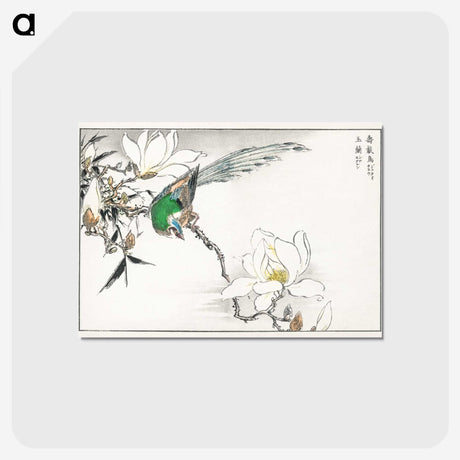 1-18_Pictorial-Monograph-of-Birds_postcard