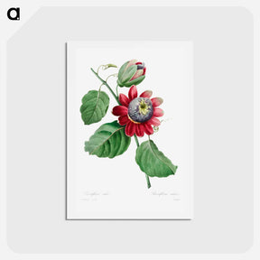 アートポストカード-Passiflore Ailee - ピエール ジョゼフ ルドゥーテ Postcard.