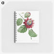 1-18_Pierre-Joseph-Redoute_memo