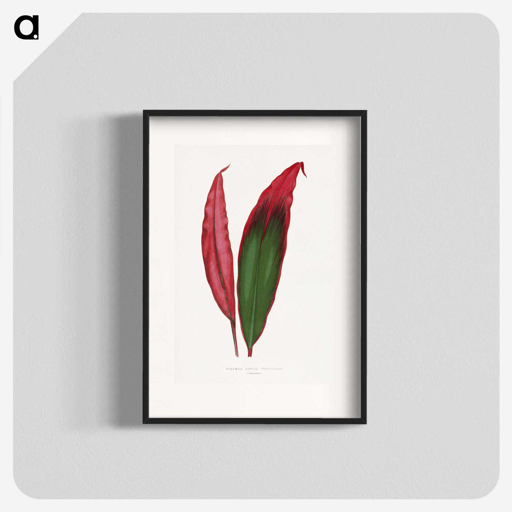 1-18_Plants-with-Colored-Foliage_blk